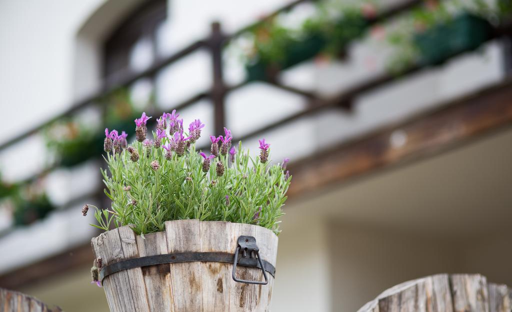 Casa Mosului - Transfagarasan Bed & Breakfast Cîrţişoara Exterior foto